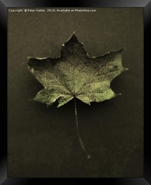 Autumn Leaf Still LIfe. Framed Print by Peter Hatter