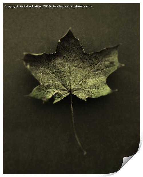 Autumn Leaf Still LIfe. Print by Peter Hatter