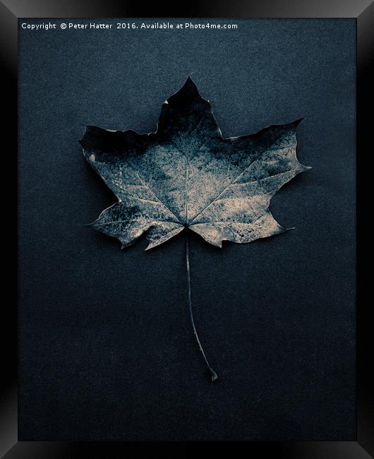 Autumn Leaf Still LIfe. Framed Print by Peter Hatter