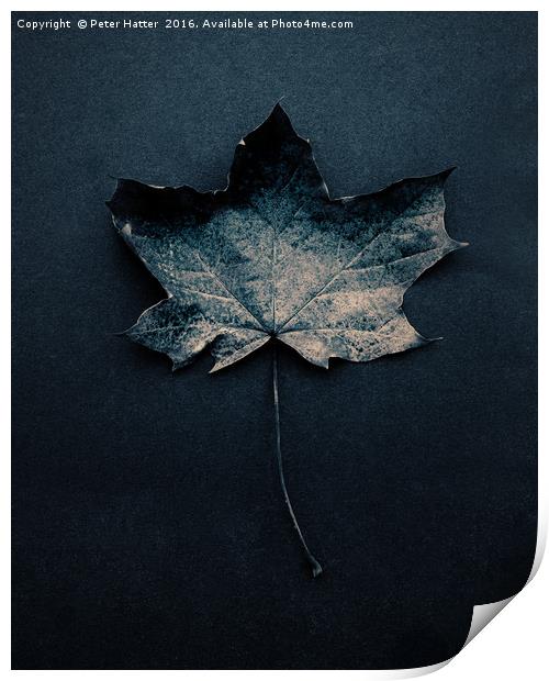 Autumn Leaf Still LIfe. Print by Peter Hatter