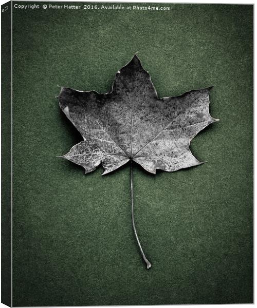 Autumn Leaf Still LIfe. Canvas Print by Peter Hatter