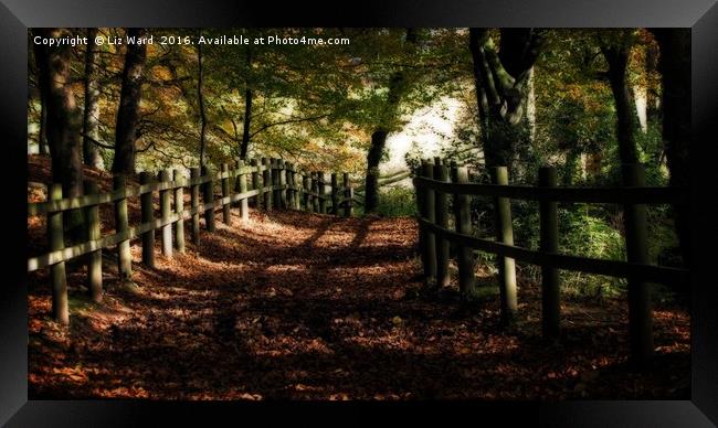 Forest path in Autumn Framed Print by Liz Ward