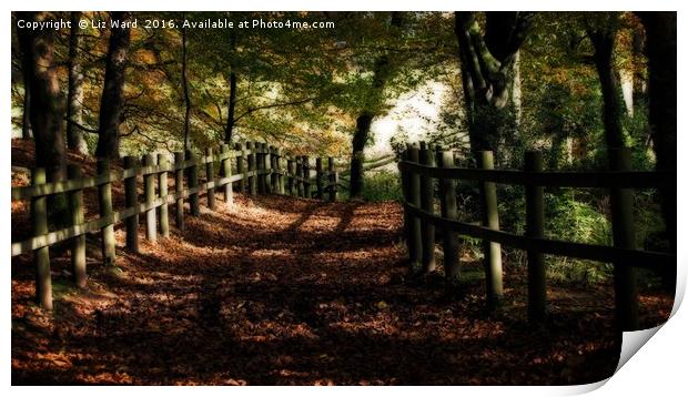 Forest path in Autumn Print by Liz Ward