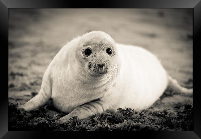 Lonely Seal Pup Framed Print by Simon Wrigglesworth