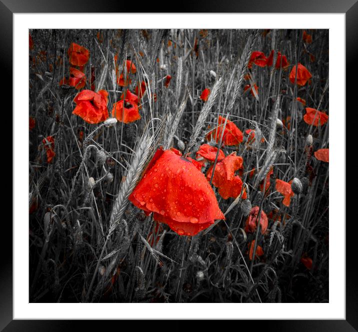 Dew-covered deep red poppies in a field Framed Mounted Print by Alan Hill