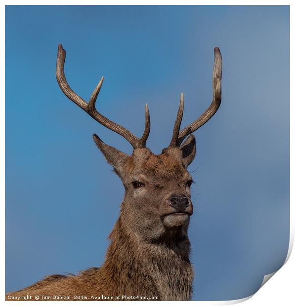 Red Deer Stag portrait Print by Tom Dolezal