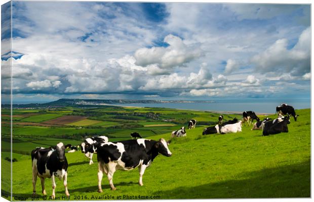 Cows in Dorset countryside overlooking Portland Canvas Print by Alan Hill