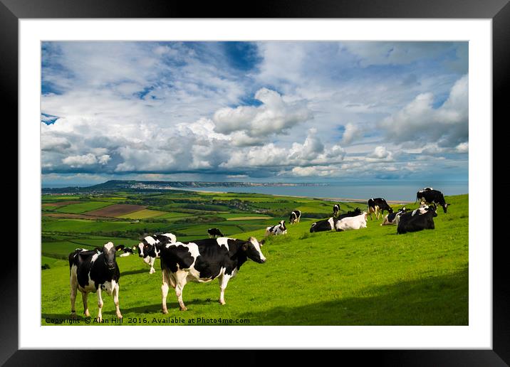 Cows in Dorset countryside overlooking Portland Framed Mounted Print by Alan Hill