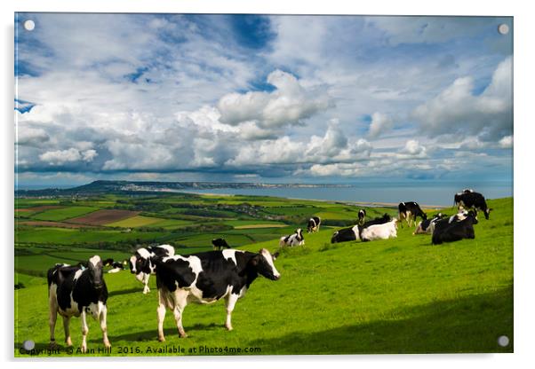 Cows in Dorset countryside overlooking Portland Acrylic by Alan Hill