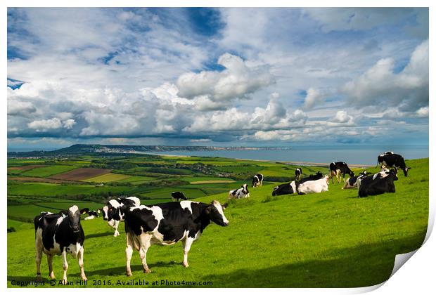 Cows in Dorset countryside overlooking Portland Print by Alan Hill