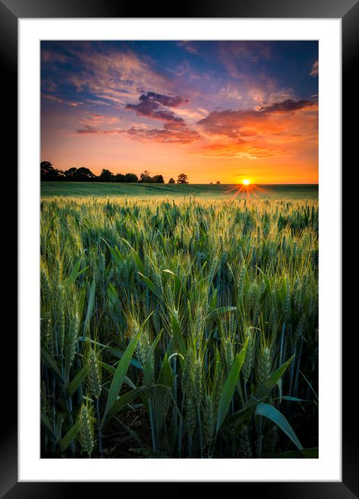 Sunset over a wheat field Framed Mounted Print by Alan Hill