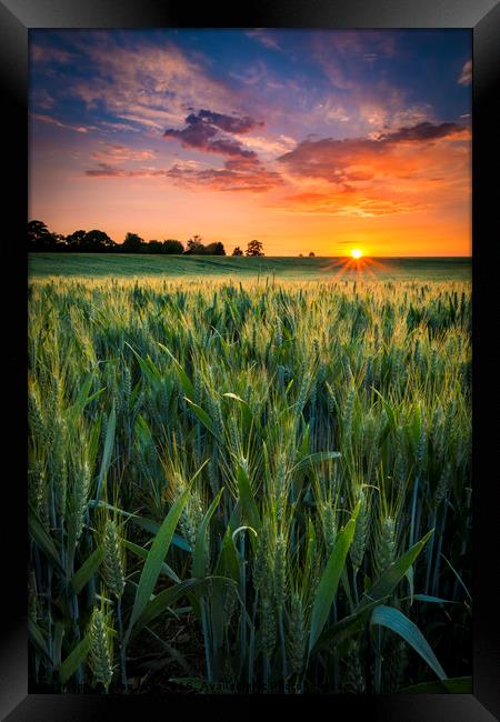 Sunset over a wheat field Framed Print by Alan Hill