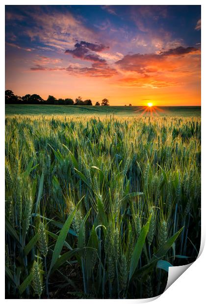 Sunset over a wheat field Print by Alan Hill