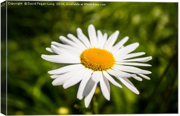 The Daisy Canvas Print by Dave Fegan-Long