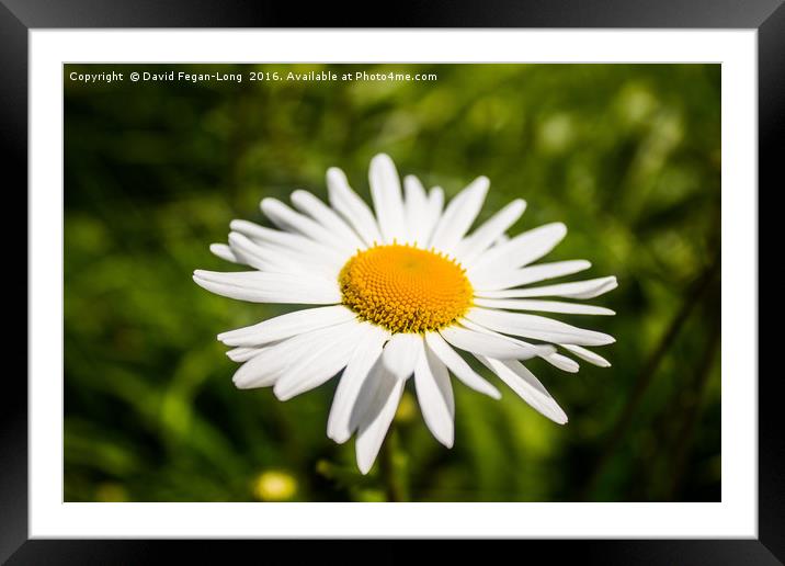 The Daisy Framed Mounted Print by Dave Fegan-Long