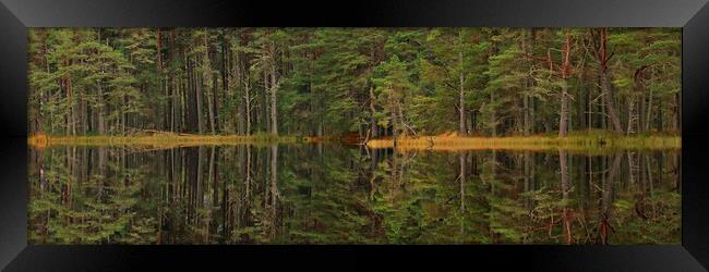 Panoramic tree line reflection Framed Print by Michael Hopes
