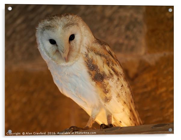 Barn Owl                   Acrylic by Alan Crawford