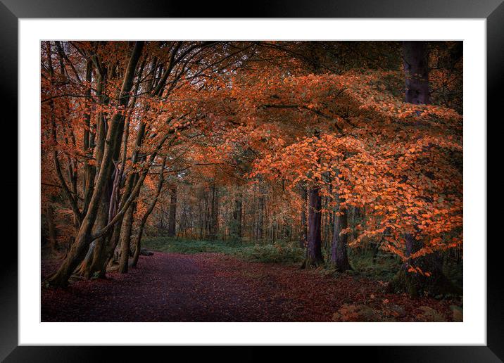 Autumnal Framed Mounted Print by Purple OneTwoEight