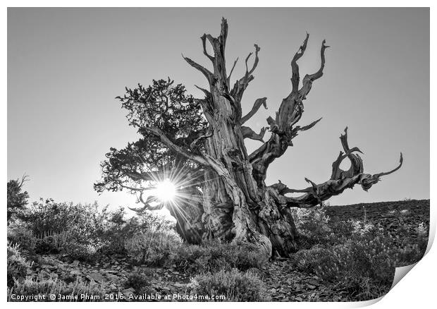 Dramatic view of the Ancient Bristlecone Pine Fore Print by Jamie Pham