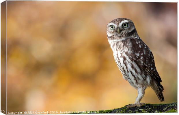 Little Owl Canvas Print by Alan Crawford