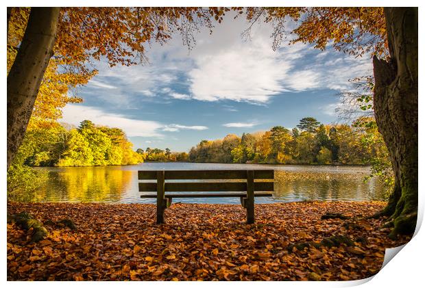 The Bench; Hartsholme Park, Lincoln Print by Andrew Scott