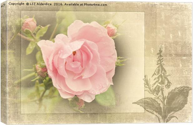 The Timeless Rose Canvas Print by LIZ Alderdice