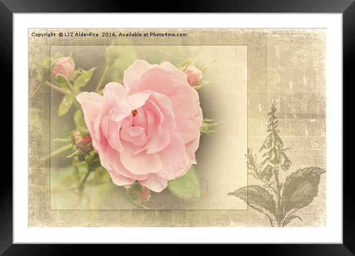 The Timeless Rose Framed Mounted Print by LIZ Alderdice