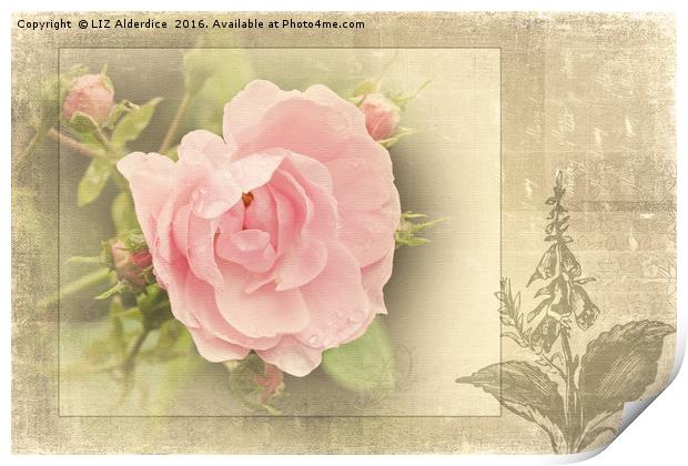 The Timeless Rose Print by LIZ Alderdice