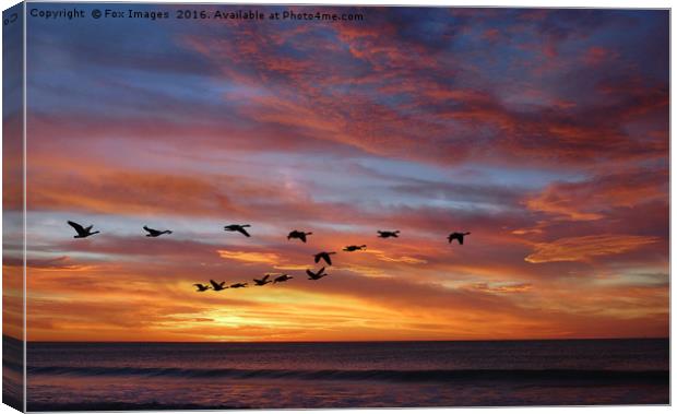 sunset birds Canvas Print by Derrick Fox Lomax