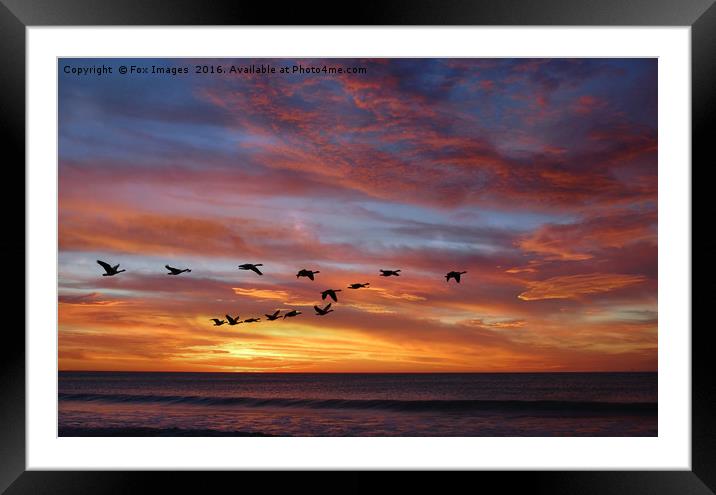 sunset birds Framed Mounted Print by Derrick Fox Lomax