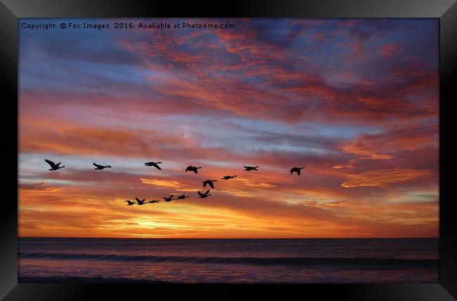 sunset birds Framed Print by Derrick Fox Lomax