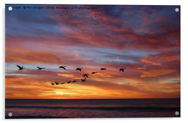 sunset birds Acrylic by Derrick Fox Lomax