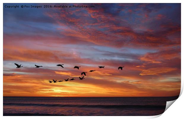 sunset birds Print by Derrick Fox Lomax