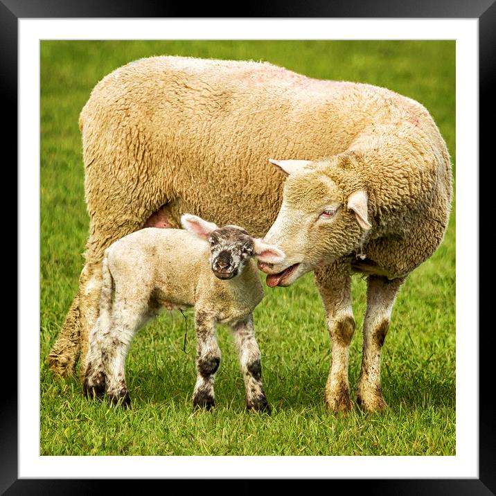 Mama Had a Little Lamb Framed Mounted Print by Belinda Greb