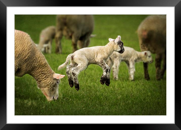 A Lamb with a Spring in Its Step Framed Mounted Print by Belinda Greb