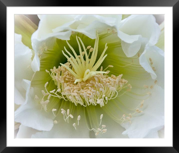 San Pedro Cactus Flower Framed Mounted Print by K. Appleseed.