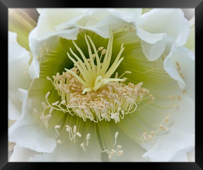 San Pedro Cactus Flower Framed Print by K. Appleseed.