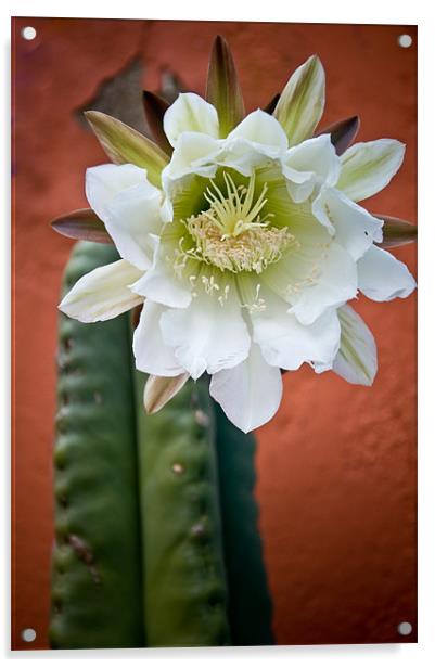 San Pedro Cactus Flower Acrylic by K. Appleseed.