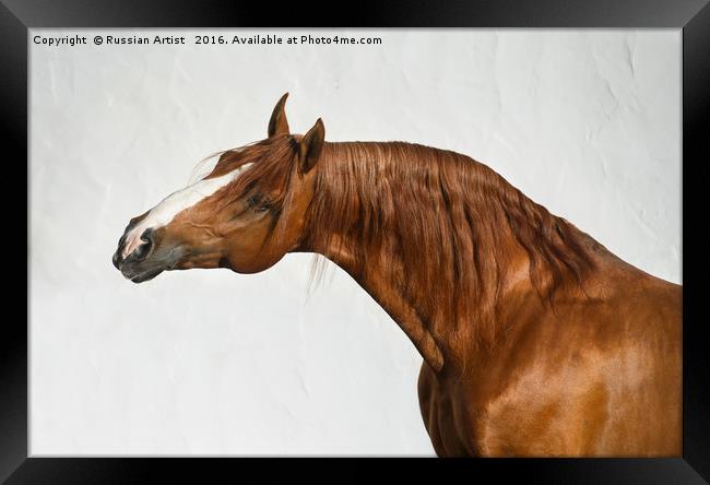 Portrait of Chestnut Horse Framed Print by Russian Artist 