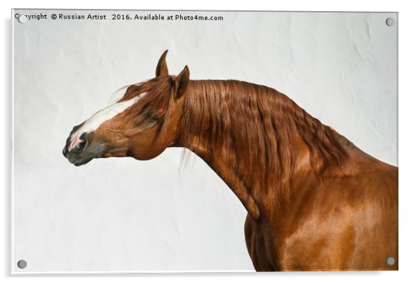 Portrait of Chestnut Horse Acrylic by Russian Artist 