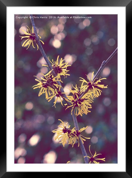 HAMAMELIS MOLLIS 'EARLY BRIGHT' Framed Mounted Print by Chris Harris