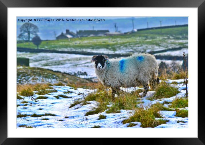 Winter on the moors Framed Mounted Print by Derrick Fox Lomax