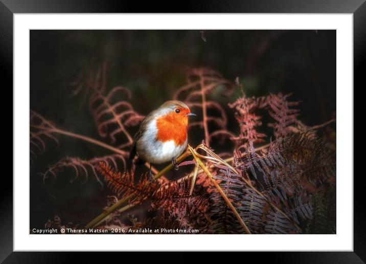 Robin in the ferns Framed Mounted Print by Theresa Watson