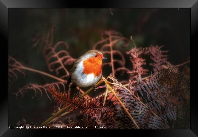 Robin in the ferns Framed Print by Theresa Watson