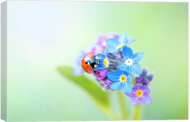 Ladybird on a Forget-me-not Flower Canvas Print by Jacky Parker