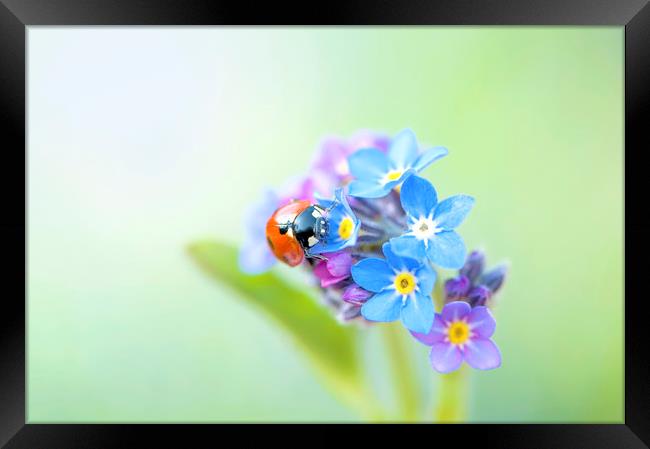 Ladybird on a Forget-me-not Flower Framed Print by Jacky Parker