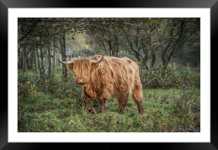 Highland Cow Framed Mounted Print by Keith Thorburn EFIAP/b