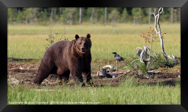 Brown Bear in Finland Framed Print by Alan Crawford