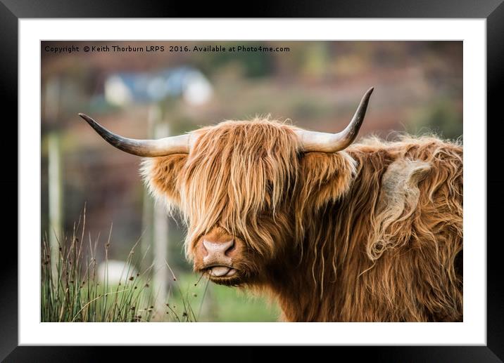 Highland Cow Framed Mounted Print by Keith Thorburn EFIAP/b