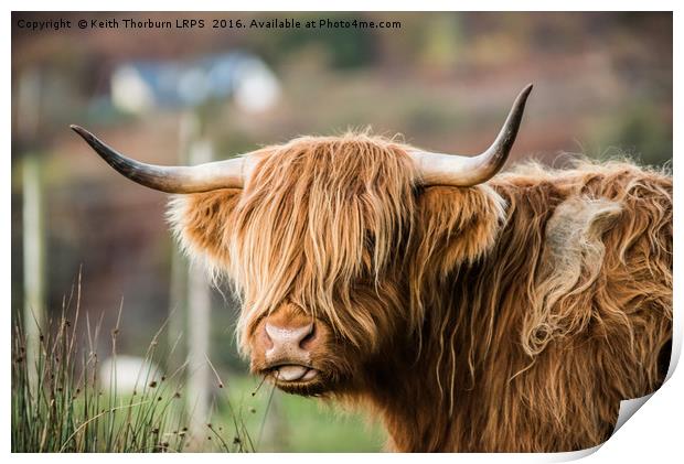 Highland Cow Print by Keith Thorburn EFIAP/b